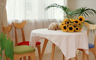 beige puppy sleeping on table near sunflower plant
